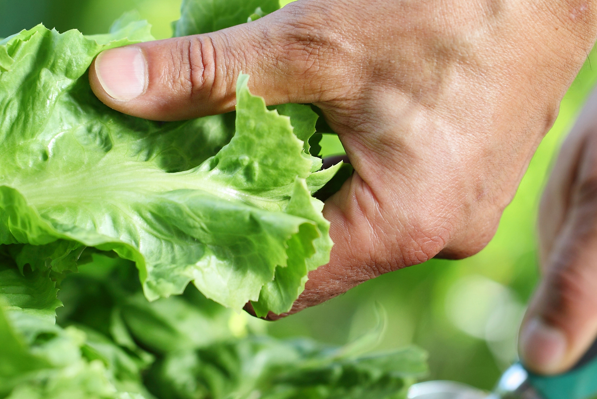 Warum schießt Salat? ELG Bau