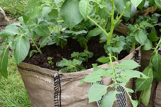 Kartoffeln im Pflanzsack anbauen Reiche Ernte auf kleinem Raum ELG Bau